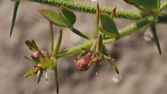 Fagonia pachyacantha