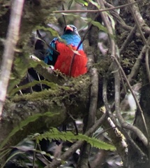 Pharomachrus auriceps