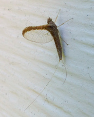 Callibaetis fluctuans