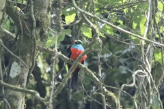 Pharomachrus auriceps