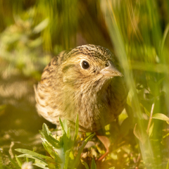 Calcarius ornatus