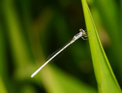 Agriocnemis argentea