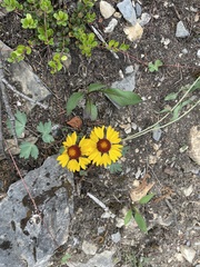 Gaillardia aristata