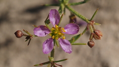 Fagonia pachyacantha