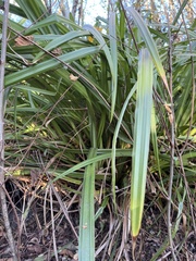 Carex pendula