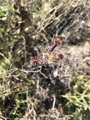 Porophyllum ruderale