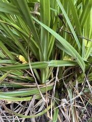 Carex pendula