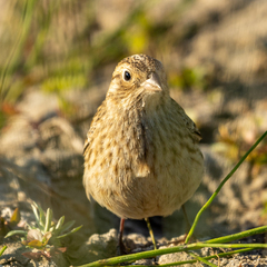 Calcarius ornatus
