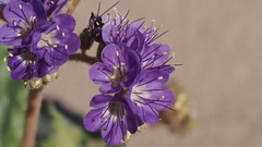 Phacelia crenulata ambigua