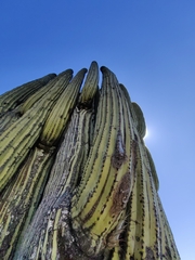 Cephalocereus fulviceps