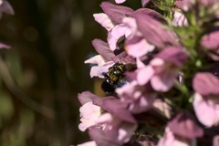 Xylocopa