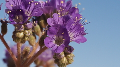 Phacelia crenulata ambigua