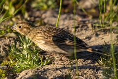 Calcarius ornatus