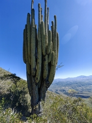 Cephalocereus fulviceps