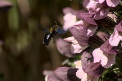 Xylocopa
