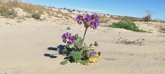 Phacelia crenulata ambigua