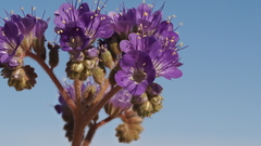 Phacelia crenulata ambigua