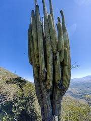 Cephalocereus fulviceps