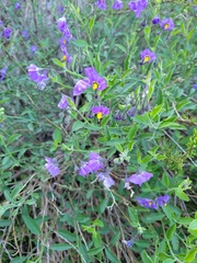 Solanum parishii