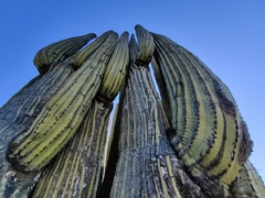 Cephalocereus fulviceps