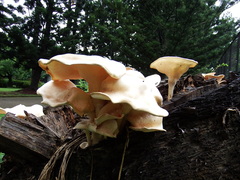 Lentinus sajor-caju