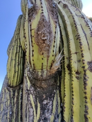 Cephalocereus fulviceps