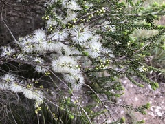 Melaleuca brevifolia