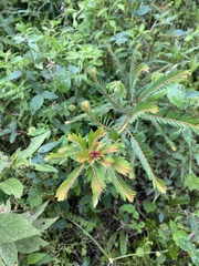 Vachellia macracantha