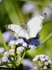 Heliopetes laviana