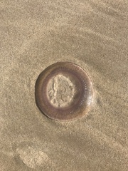 Aequorea