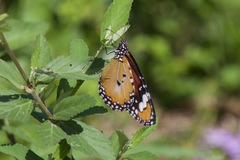 Danaus petilia