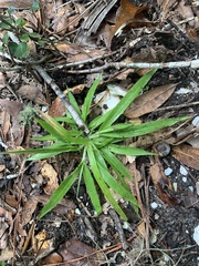 Dichanthelium laxiflorum