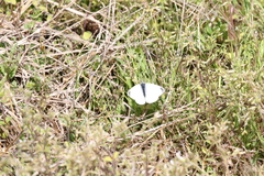 Pieris rapae crucivora