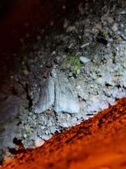 Epirrita dilutata