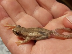 Litoria balatus