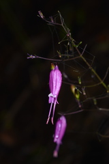 Stenostephanus harleyi