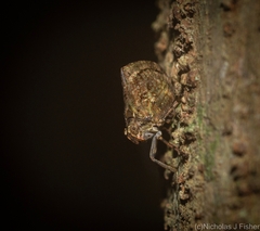 Cotylana angustifrons