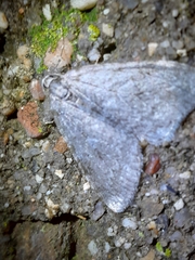 Epirrita dilutata