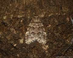 Scaphidriotis xylogramma