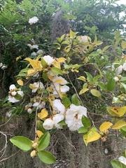Camellia sasanqua