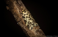 Goniosema anguliscripta