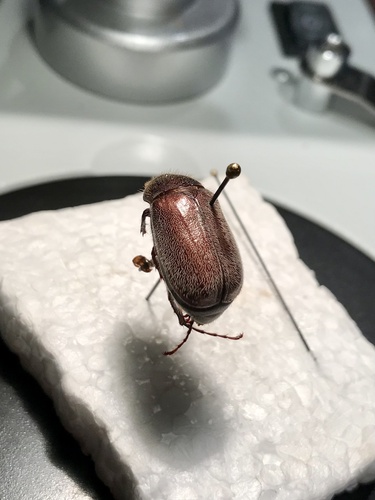 Phyllophaga crenulata