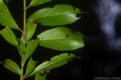 Pittosporum lancifolium