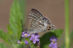 Theclinesthes miskini