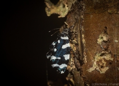 Sentica oppositella