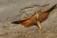 Endotricha flammealis