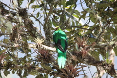 Pharomachrus auriceps