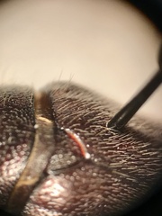 Phyllophaga crenulata