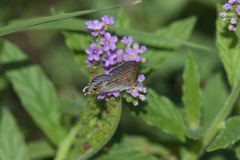 Theclinesthes miskini