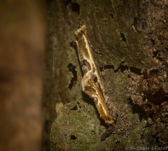 Moerarchis inconcisella